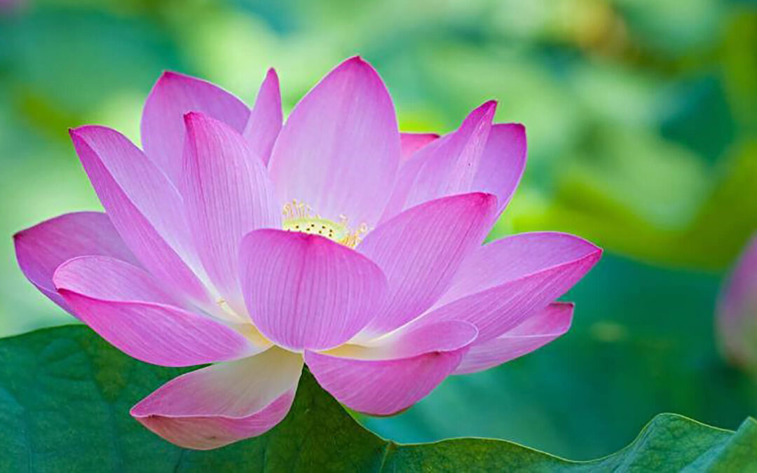 Afirmaciones para la curación del Ser