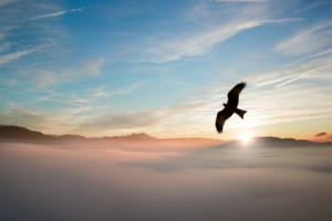 Renace de las Cenizas