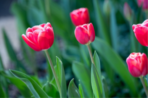 Una resurrección de tulipanes