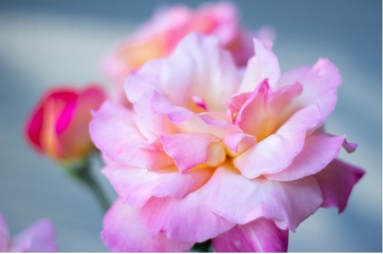 Donde viven las respuestas